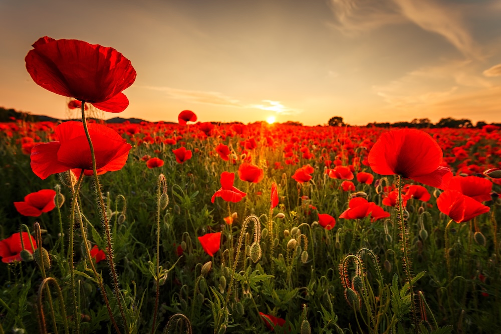 AdobeStock_113470453